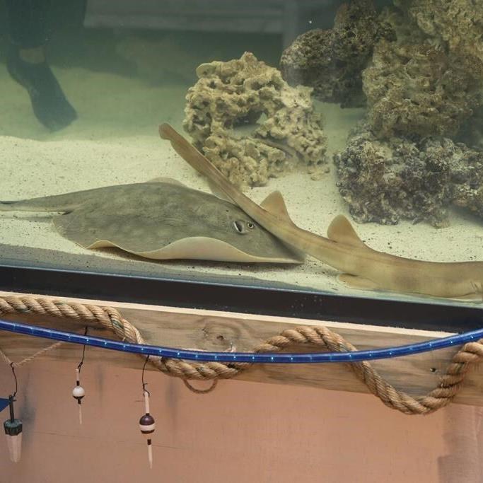 A pregnant stingray with no male companion now has a 'reproductive disease,' aquarium says